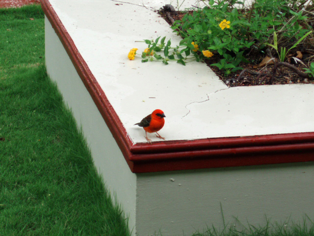 Cardinal de Madagascar