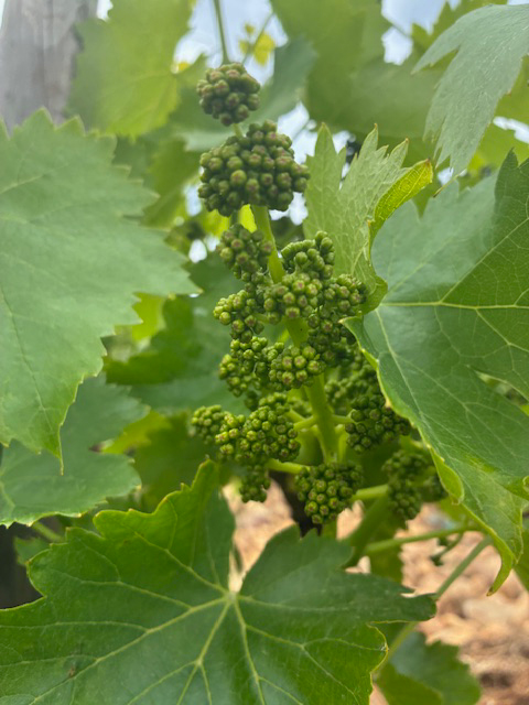 Beaucastel　早くも実をつけた